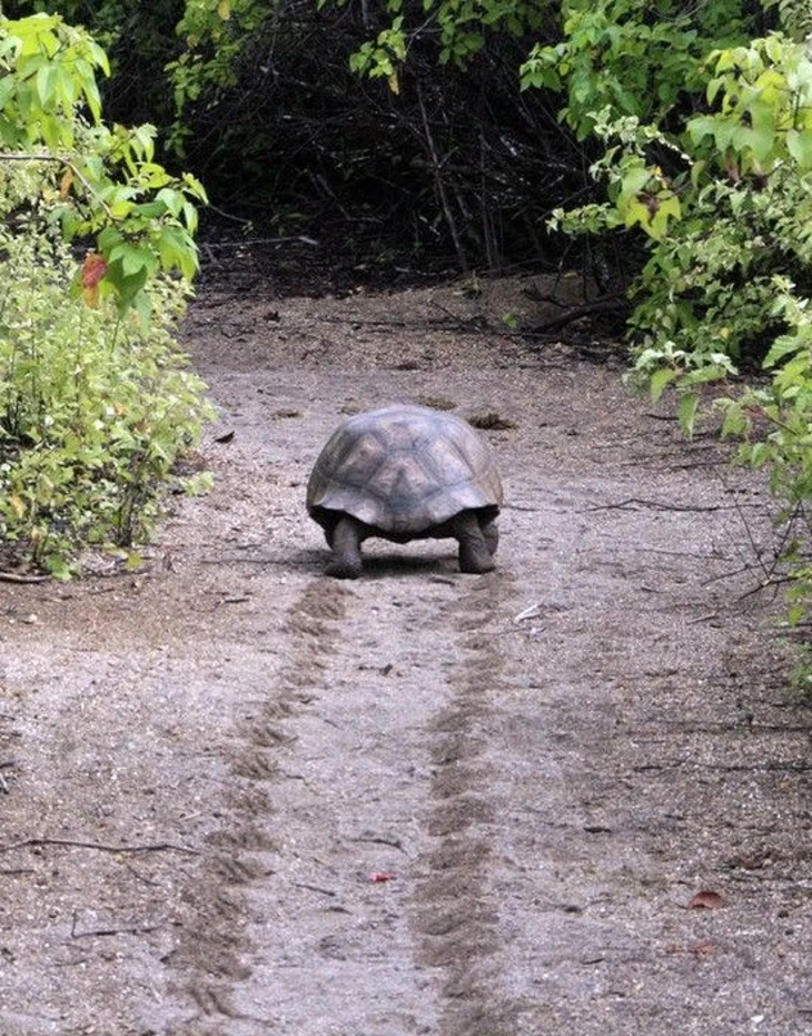 A tortoise, emblem of calm and patience